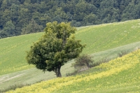 Mercedes-Benz Tour 2025
